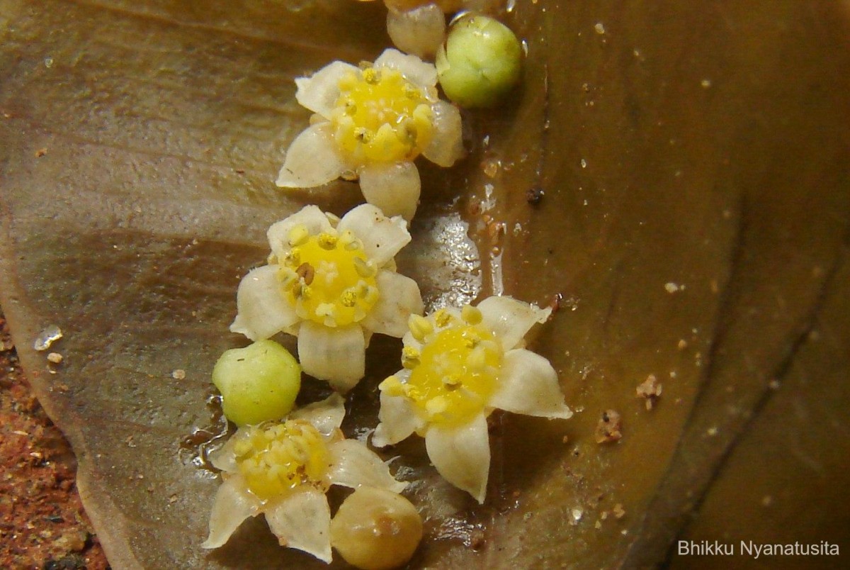 Spondias pinnata (L.f.) Kurz